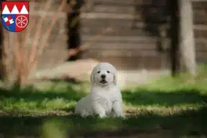 Mehr über den Artikel erfahren Golden Retriever Züchter und Welpen in Unterfranken