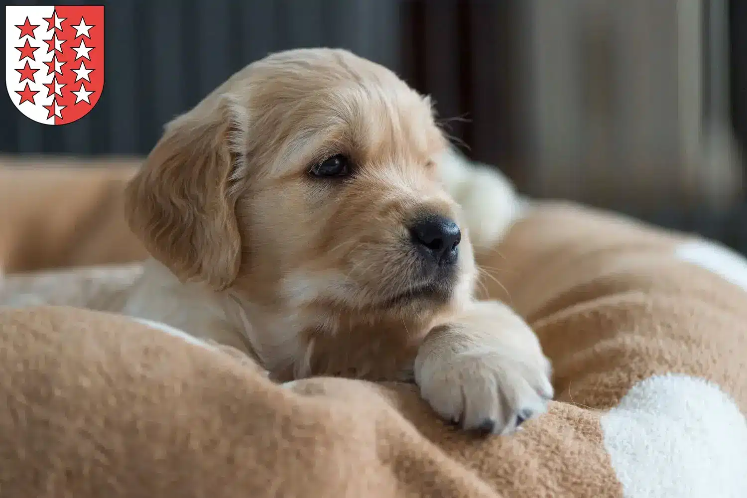 Mehr über den Artikel erfahren Golden Retriever Züchter und Welpen aus dem Wallis