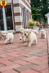 Mehr über den Artikel erfahren Golden Retriever Züchter und Welpen in Warendorf