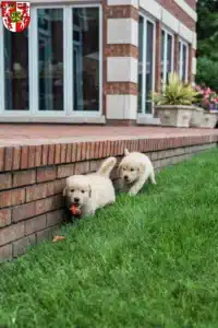 Mehr über den Artikel erfahren Golden Retriever Züchter und Welpen in Weingarten