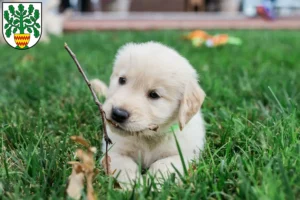 Mehr über den Artikel erfahren Golden Retriever Züchter und Welpen in Westerstede