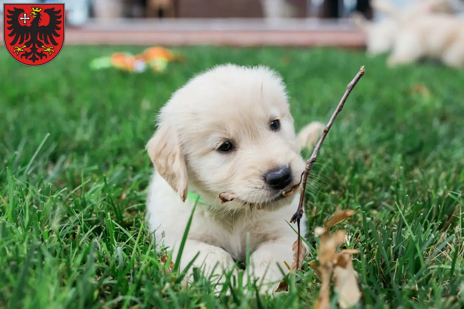 Mehr über den Artikel erfahren Golden Retriever Züchter und Welpen in Wetzlar