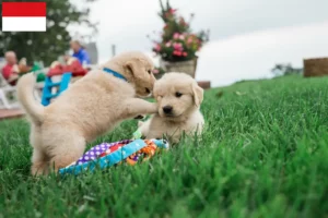 Mehr über den Artikel erfahren Golden Retriever Züchter und Welpen in Wien