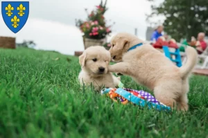 Mehr über den Artikel erfahren Golden Retriever Züchter und Welpen in Wiesbaden