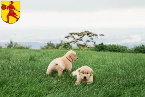 Mehr über den Artikel erfahren Golden Retriever Züchter und Welpen in Wilhelmshaven