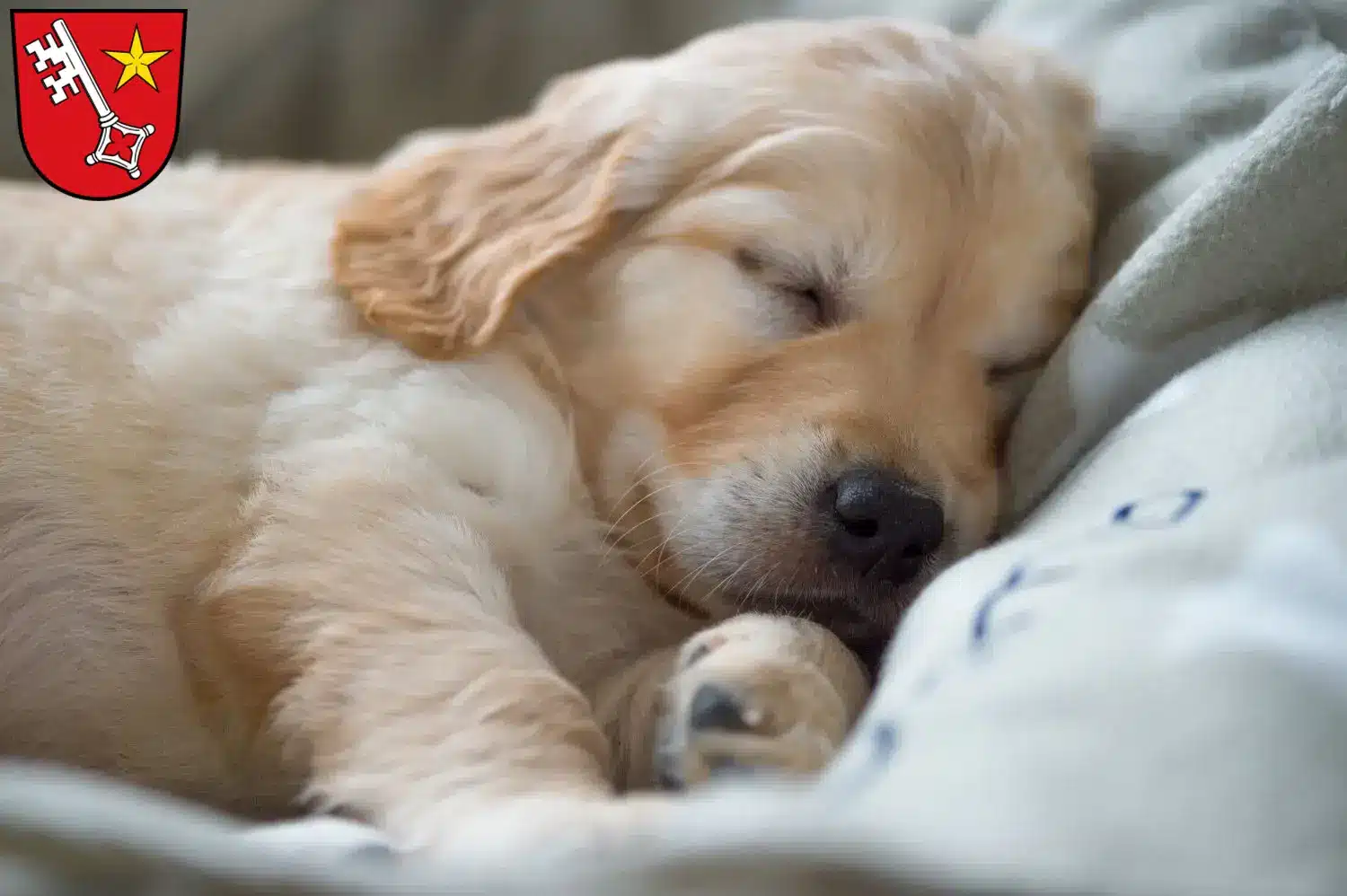 Mehr über den Artikel erfahren Golden Retriever Züchter und Welpen in Worms