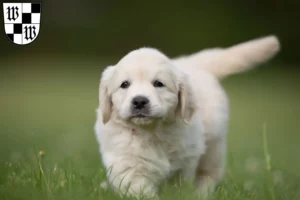 Mehr über den Artikel erfahren Golden Retriever Züchter und Welpen in Wunsiedel