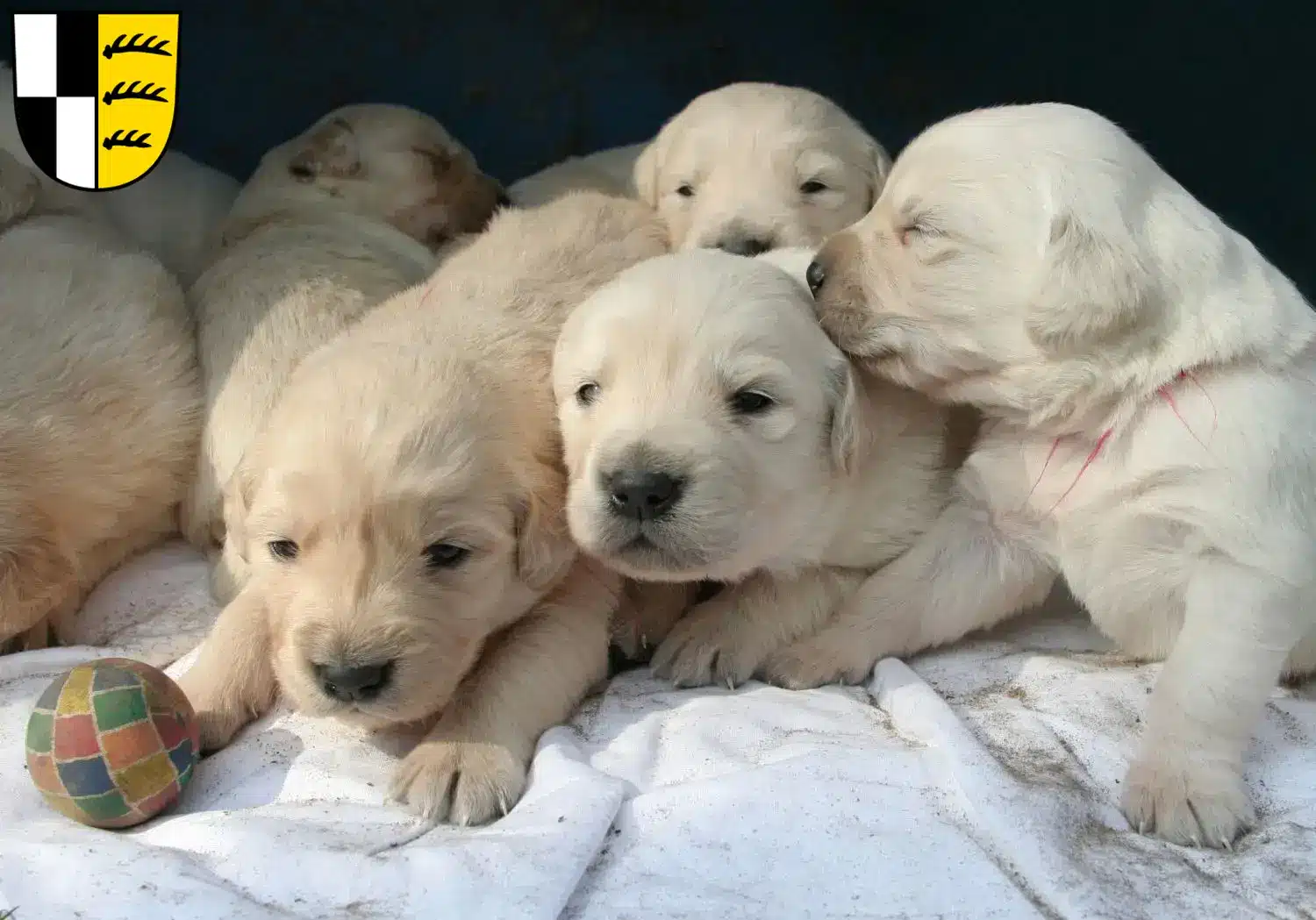 Mehr über den Artikel erfahren Golden Retriever Züchter und Welpen im Zollernalbkreis