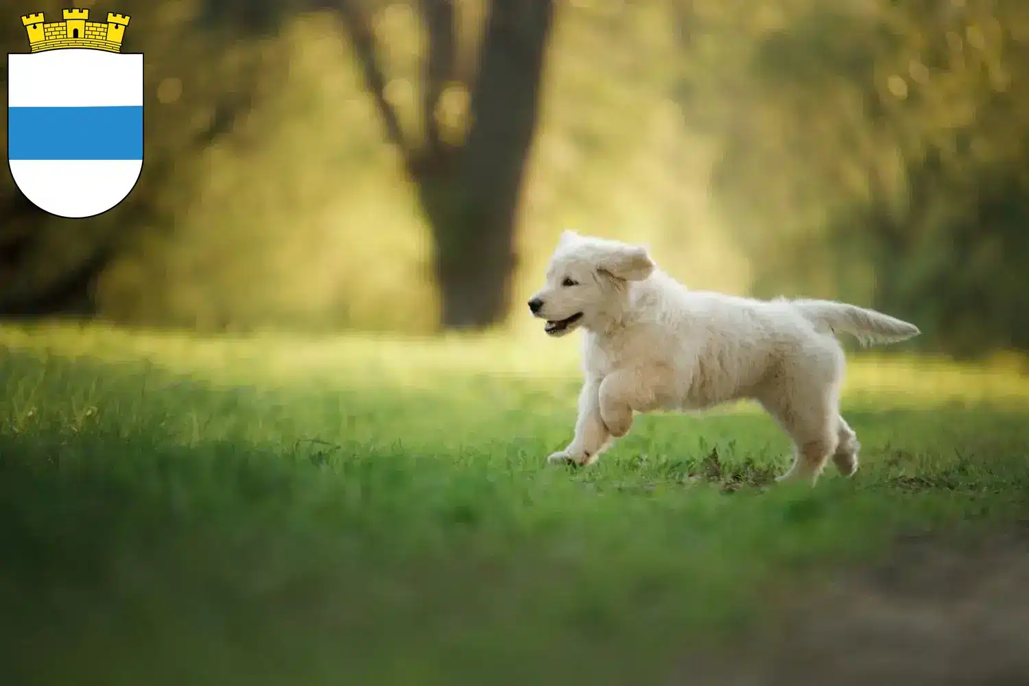 Mehr über den Artikel erfahren Golden Retriever Züchter und Welpen in Zug