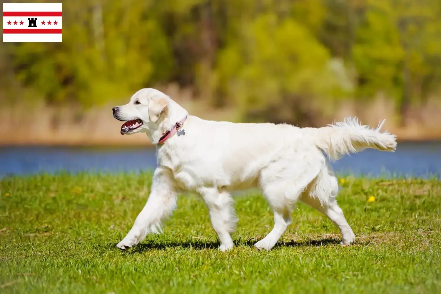 Mehr über den Artikel erfahren Golden Retriever Züchter und Welpen in Drenthe