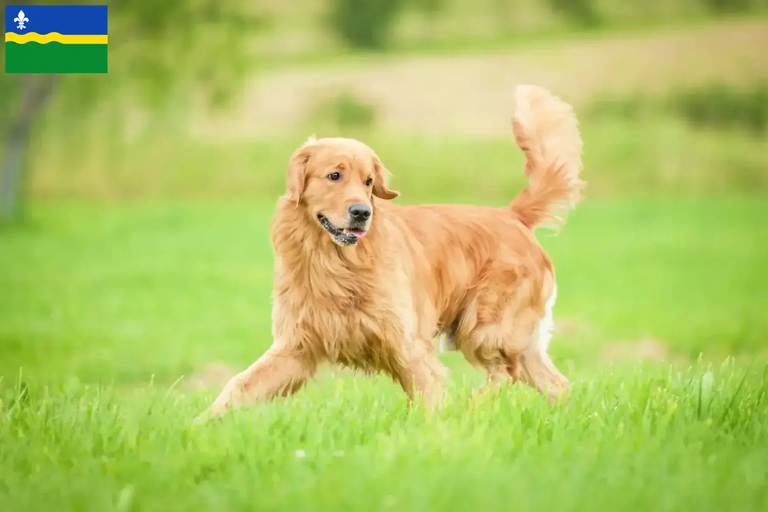 Mehr über den Artikel erfahren Golden Retriever Züchter und Welpen in Flevoland