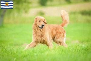 Mehr über den Artikel erfahren Golden Retriever Züchter und Welpen in Zeeland