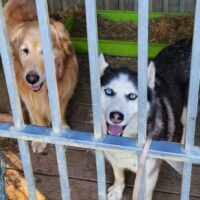 Hilferuf aus Ungarn: Golden Retriever TEDDY & Huskydame SKY